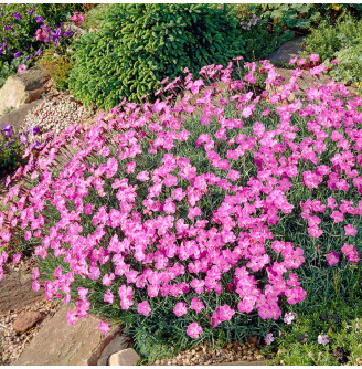 Гвоздика сірувато-блакитна 'Pink Jewel'