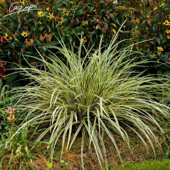 Осока Моррова 'Goldband' - 1 Осока Моррова 'Goldband' - 1