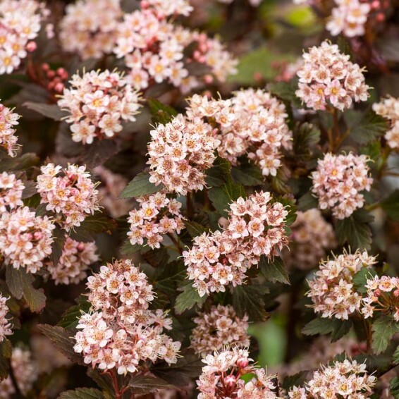 Пухироплідник калинолистний 'Little Joker' - 3