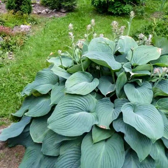 Хоста 'T Rex' - 4