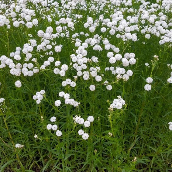 Тысячелистник птармика 'Noblesse'® #1, С2 - - 2