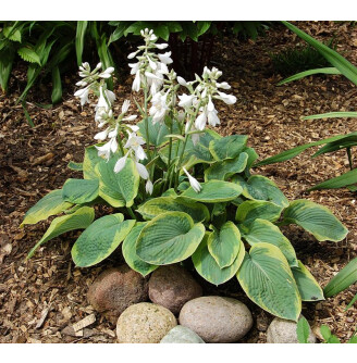 Хоста 'Maple Leaf'