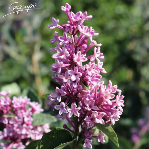 Сирень мелколистная 'Josee' #3, С10 60-80 - 3