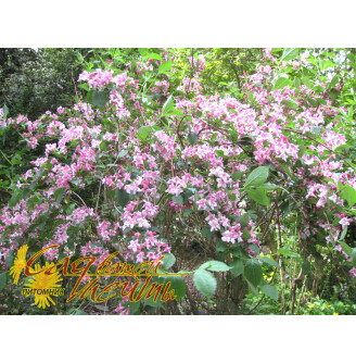 Дейція гібридна  'Rosea Plena'