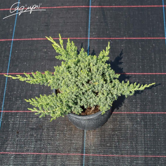 Ялівець лежачий 'Nana' - 4