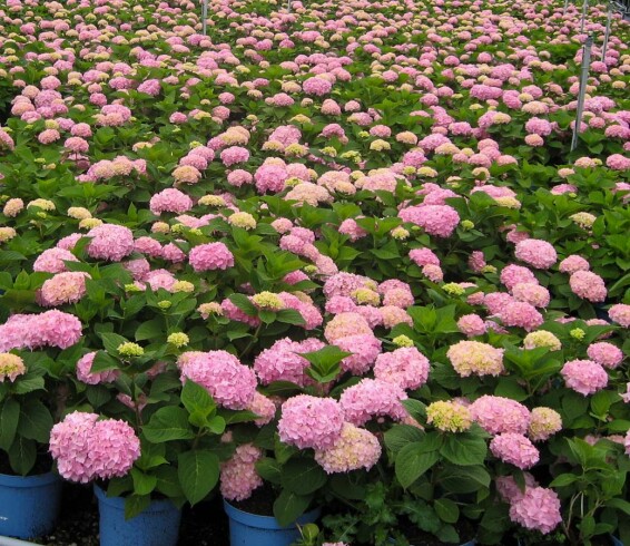 Гортензия крупнолистная 'Endless Summer' - 5