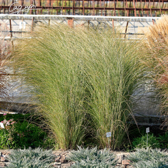 Мискантус китайский 'Morning Light' - 4