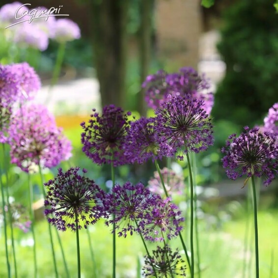 Цибуля духмяна з фіолетовими квітами - 5