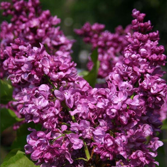 Бузок звичайний 'Mrs Edward Harding' - 1