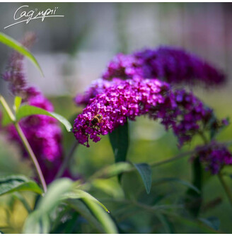 Буддлея Давида 'Royal Red'