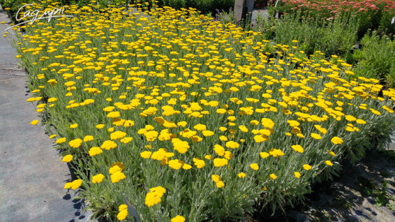 Тысячелистник таволговый 'Schwellenburg', C2 - - 6