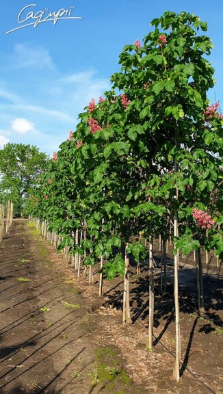 Каштан м'ясочервоний 'Briottii' - 4