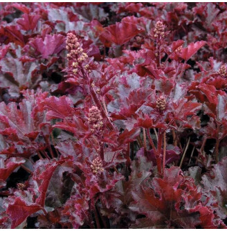 Гейхера мелкоцветная 'Crimson Curls'