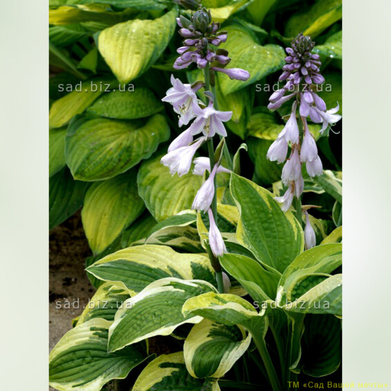 Хоста 'Wide Brim' - 2 Хоста 'Wide Brim' - 2