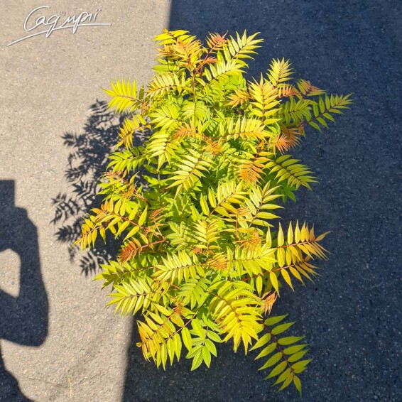 Горобиник горобинолистий 'Sem' ® - 4