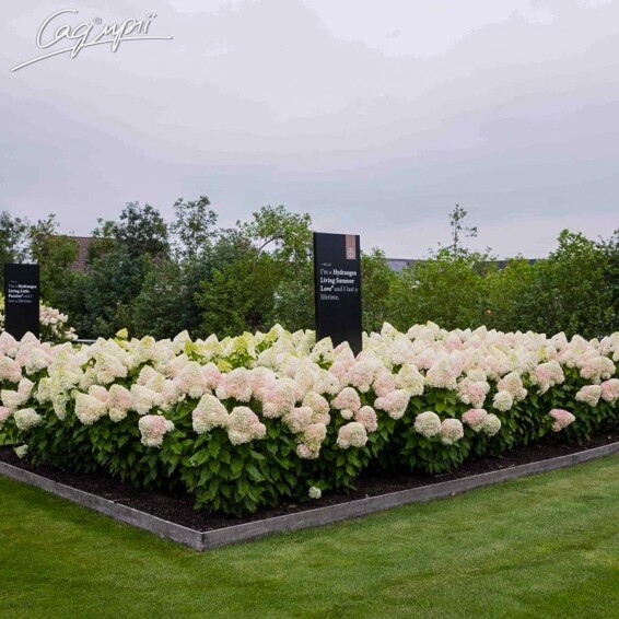 Гортензія волотиста 'Summer Love' - 4