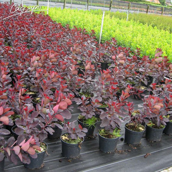 Скумпия кожевенная 'Royal Purple' - 3