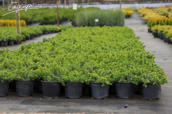 Ялівець прибережний 'Emerald Sea' - 6