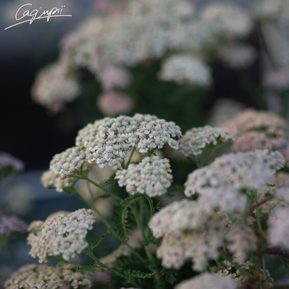 Тысячелистник гибридный 'Tutti Frutti Apricot Delight ®' - 1