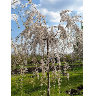Вишня субхиртела 'Pendula'