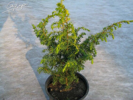 Ялівець звичайний 'Schneverdinger Gold Machangel' - 1