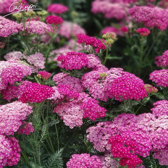 Деревій звичайний 'Saucy Seduction' - 6 Деревій звичайний 'Saucy Seduction' - 6