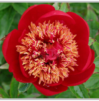 Півонія трав'яниста 'Walter Mains'