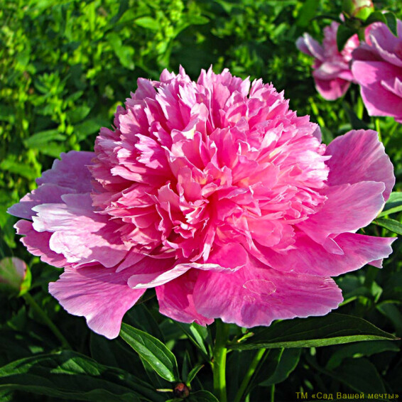 Пион травянистый 'Coral Pink' - 1