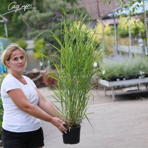 Просо прутьевидное 'Squaw' - 7