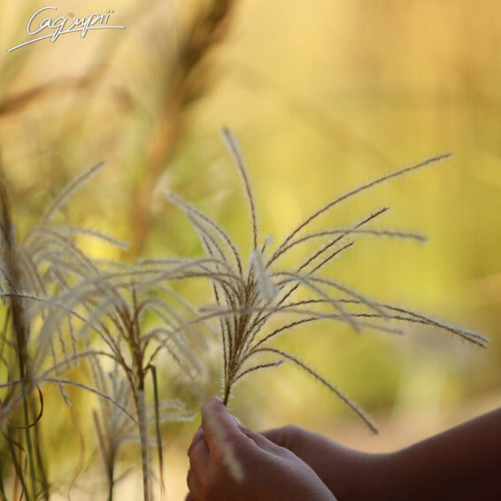 Мискантус китайский 'Graziella' - 6