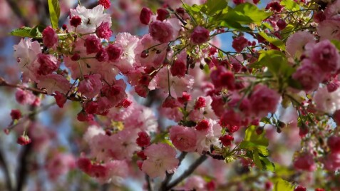Волшебное цветение растений нашего питомника