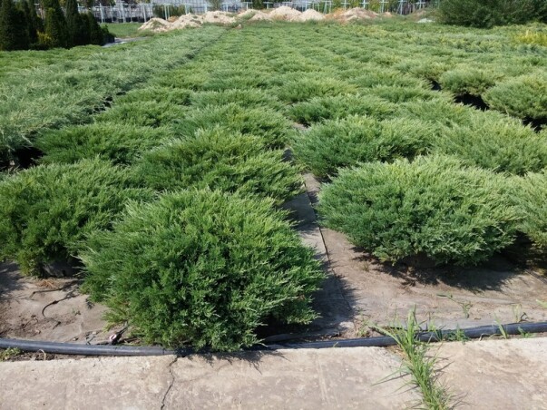 Можжевельник: чудесный подарок природы