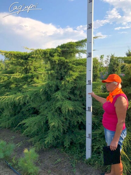 Можжевельник средний 'Pfitzeriana Aurea' #1, C3 - - 4