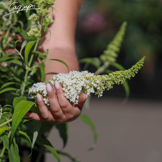 Буддлея Давида 'White Profusion' - 4