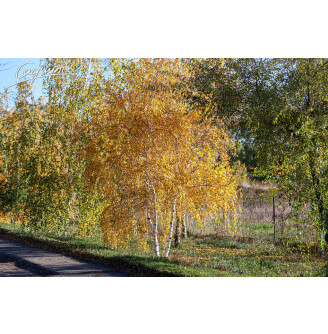 Береза плакуча, мультиштамб