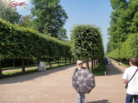 Липа крупнолистная, топиар, ф.шпалера #1, WRB 35--40 350-400 St. 200-225 - 11 Липа крупнолистная, топиар, ф.шпалера #1, WRB 35--40 350-400 St. 200-225 - 11