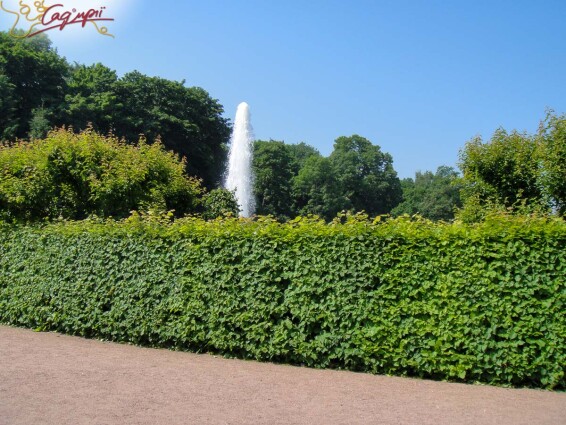 Липа крупнолистная, топиар, ф.шпалера #1, WRB 35--40 350-400 St. 200-225 - 2 Липа крупнолистная, топиар, ф.шпалера #1, WRB 35--40 350-400 St. 200-225 - 2