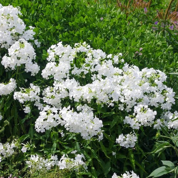 Флокс шилоподібний 'Alba' - 3