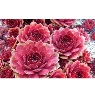 Молодило 'Atroviolaceum'