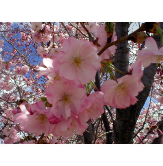 Слива Саржента