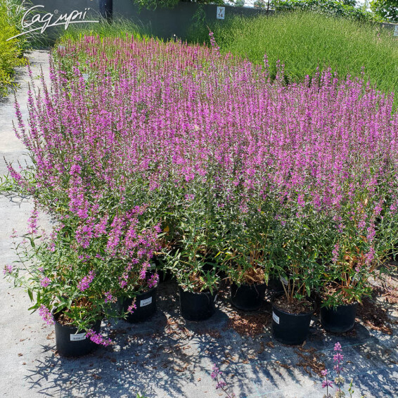 Плакун верболистий 'Robert' - 5 Плакун верболистий 'Robert' - 5