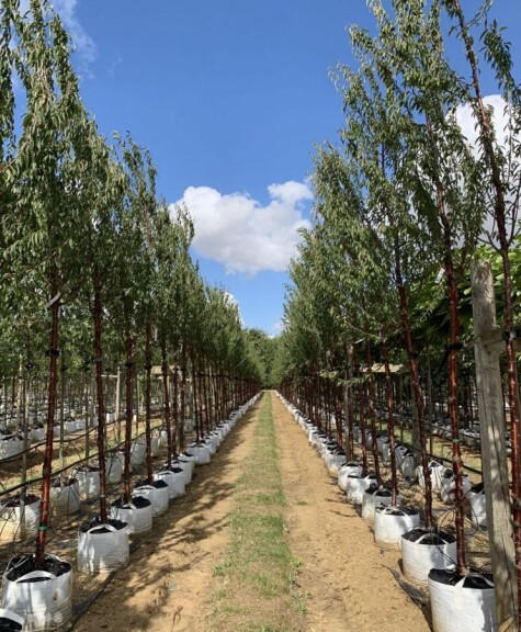 Вишня пильчатая #1, WRB 18--20 350-400 St. 160-180 - 1