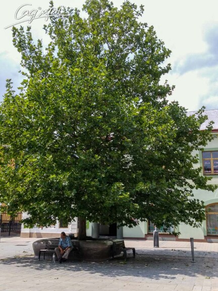 Платан кленолистный #15, С45 18--20 400+ St. 180-200 - 16