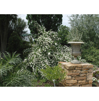 Дейція шорстка 'Pride of Rochester'