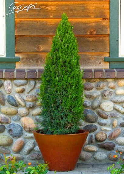 Можжевельник китайский 'Spartan' - 1