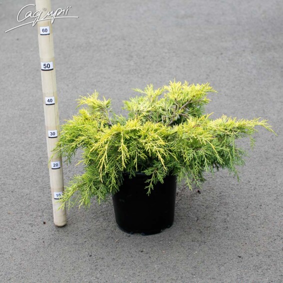 Ялівець середній 'Saybrook Gold' - 2