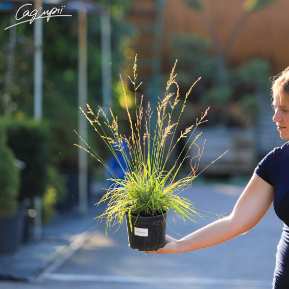 Молінія блакитна 'Poul Petersen' - 3