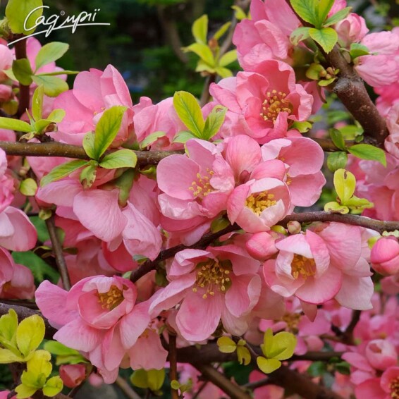 Айва прекрасная (хеномелес) 'Pink Trail' - 1