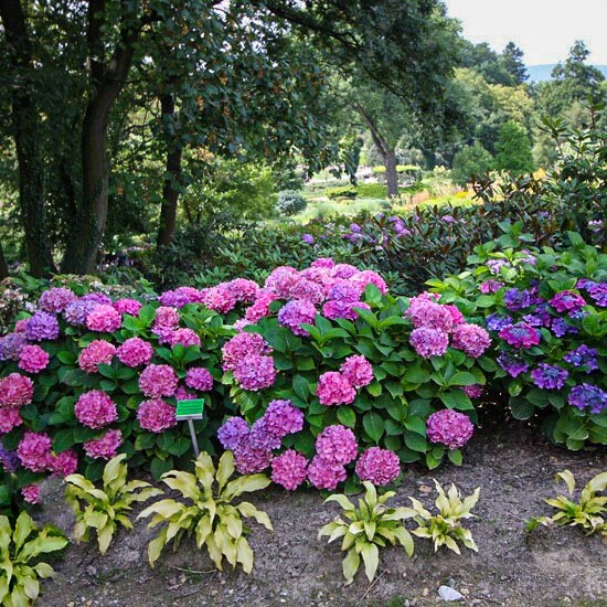 Гортензія крупнолиста 'Freudenstein' - 1 Гортензія крупнолиста 'Freudenstein' - 1