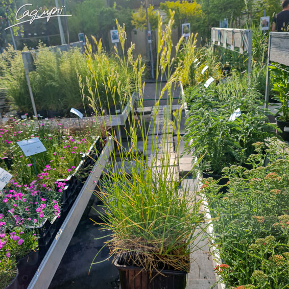 Овсяница метельчатая, p9 - - 3 Овсяница метельчатая, p9 - - 3